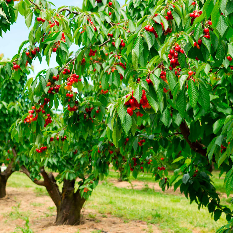 grupo-hortofr-plantación-cerezo